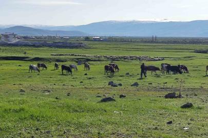 Ardahan’da Kuduz alarmı: Bölge karantinaya alındı
