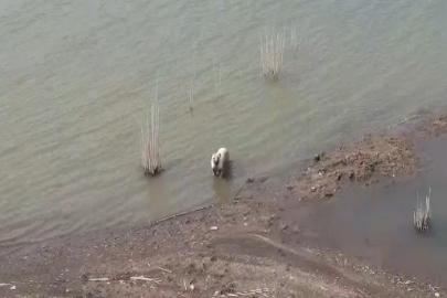 Aşırı sıcaktan bunalan köpeklerin baraj keyfi