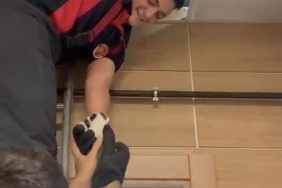 Asma tavanda mahsur kalan kedileri itfaiye kurtardı