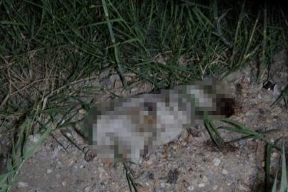 ATV aracın çarptığı yavru köpeğin taşla öldürüldüğü iddiası ortalığı karıştırdı