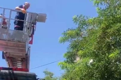 Ayağına dolanan ip kargayı mahsur bıraktı, itfaiye kurtardı