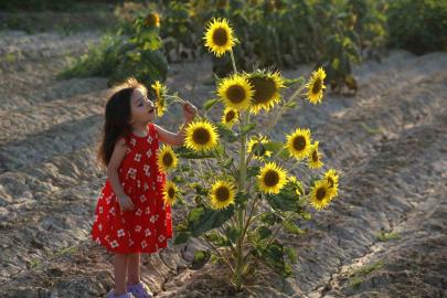 Ayçiçeği tarlaları fotoğrafçıların yeni gözdesi oldu
