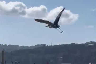 Balıkçıl kuşu vatandaşların ilgi odağı oldu
