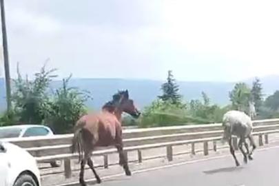 Başıboş atlar trafikte araçlarla yarıştı