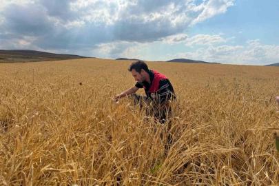 Bayburt’ta hububat tarlalarında sarı pas hastalığı kontrolü yapıldı