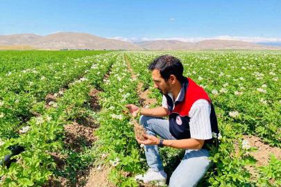 Bayburt’ta patates üretim alanları hastalık ve zararlılara karşı denetlendi