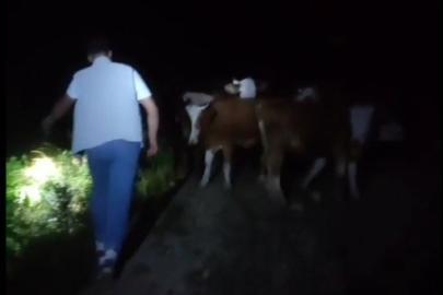 Bayburt’ta sürüden ayrılan 13 inek sahipleri tarafından dağda bulundu