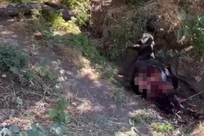 Baykan’da kurt saldırısında eşek telef oldu