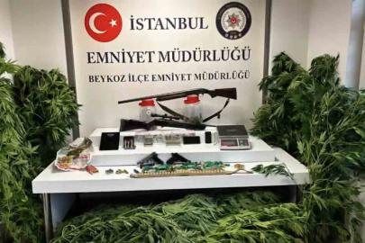 Beykoz’da uyuşturucu operasyonu: 117 kök hint keneviri ve çok sayıda silah ele geçirildi