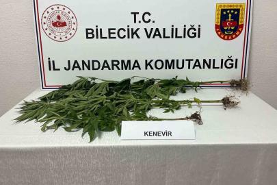 Bilecik’te yasadışı kenevir ekimi ortaya çıkarıldı