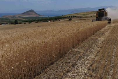 Bitlis’te altın başaklar biçiliyor
