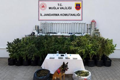 Bodrum’da evden 56 kök kenevir ve 10 kilo skunk ele geçirildi