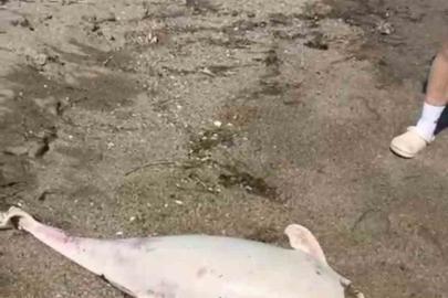 Boğaz’da yunus ölümleri devam ediyor, vatandaşlar tedirgin