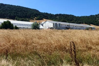 Bolu’da hindi çiftliğinde korkutan yangın: Facianın eşiğinden dönüldü