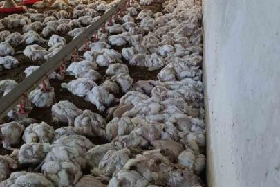 Bolu’da kümesin havalandırması devre dışı kalınca 4 bin tavuk telef oldu