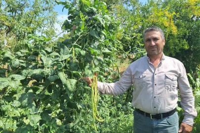 Börülce üreticisinin yüzü gülüyor