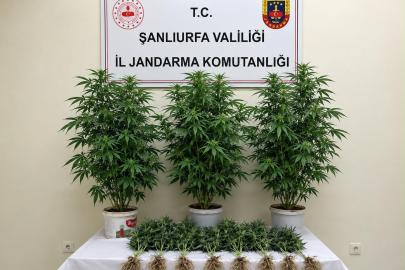 Bozova’da 13 kenevir bitkisi ele geçirildi
