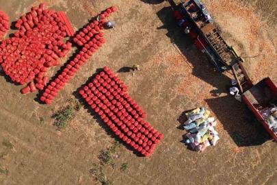 Bu soğan başka soğan: 3 yılda sofraya geliyor, 4 gözlü bereket