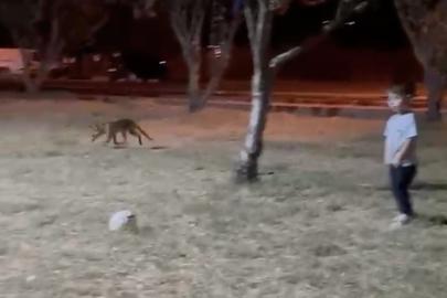 Çanakkale’de minik çocuğun topunu tilki böyle çaldı
