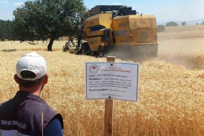Çavdarhisar’da yerli ve milli arpa ile buğday çeşitlerinin hasadı yapıldı