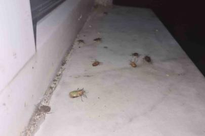Çaycuma’da kahverengi kokarca alarmı