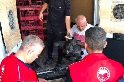 Çelikhan’da 20 aileye 440 kümes hayvanı dağıtıldı