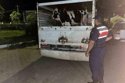 Çine’deki 365 bin liralık hayvan dolandırıcılığı jandarmaya takıldı