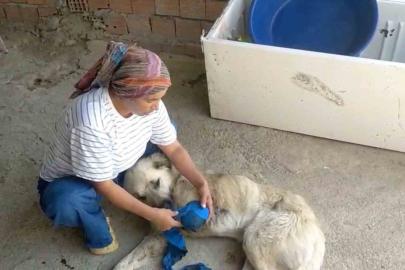 Çoban köpeğini tüfekle vurup sakat bıraktılar