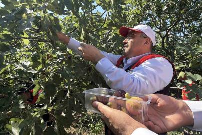 Coğrafi işaretli Havran siyah incirinde hasat başladı