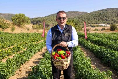 Coğrafi işaretli Kamber Biberi’nde hasat başladı