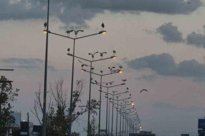 Çorlu’da ilginç manzara: Direkler, ağaçlar ve tarlalar leyleklerle doldu