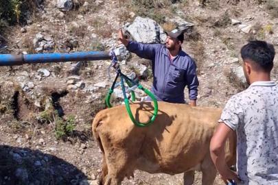 Çukura düşen hamile ineği önce serinletti, sonra kurtardı
