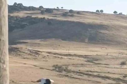 Diyarbakır’da ayağı yuvasındaki bez parçasına takılan leylek kurtarıldı