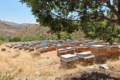 Diyarbakır’da bal sağımı başladı