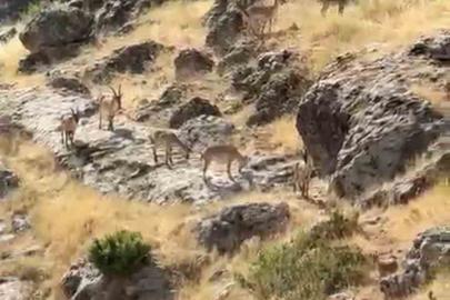 Diyarbakır’da Gelincik Dağı’nda sürü halinde gezen dağ keçileri görüntülendi