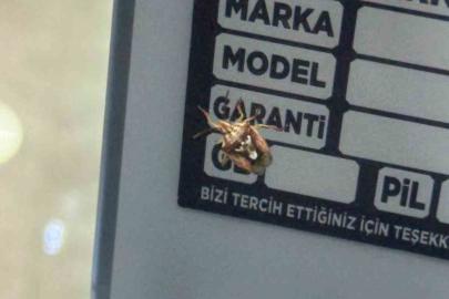 Diyarbakır’da görenleri şaşırtan böcek: Sırtında adeta yüz var