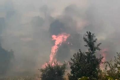 Diyarbakır’da örtü ve orman yangınında geniş alan zarar gördü