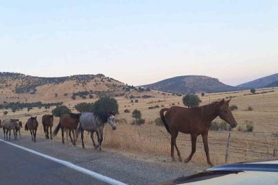 Diyarbakır’da yaban at sürüsü yola indi