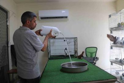 Diyarbakır’ın kavurucu sıcağında binlerce liralık güvercinlere "klimalı" ve "havuzlu" konfor