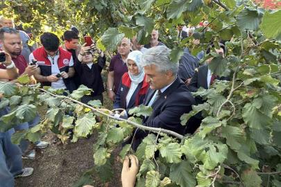 Düzce’de fındık hasat şenliği