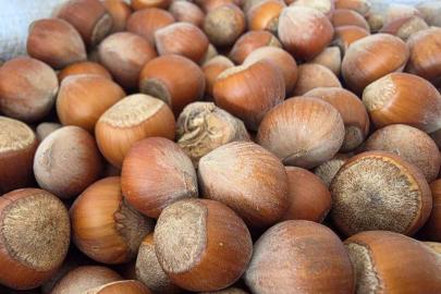 Düzce’den AB ülkelerine 6 bin 667 ton fındık ihraç edildi