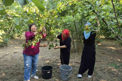 Düzce’nin ovalarında kadınların imece usulü fındık mesaisi başladı