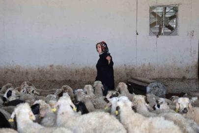 Elazığlı kadın girişimci devlet desteğiyle çiftlik kurdu