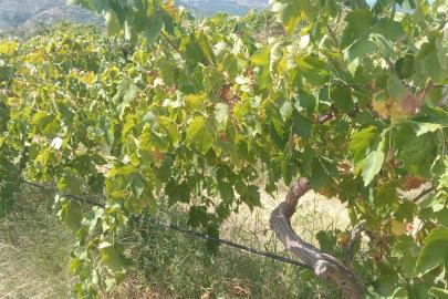 Emek hırsızları bağdan 2 ton üzüm çaldı