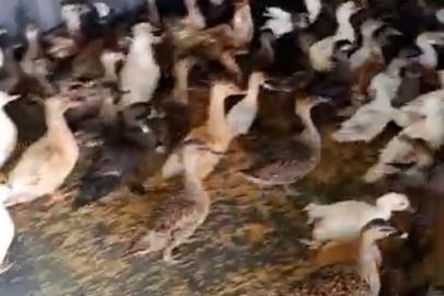 Enez’de ticarete konu edilen 257 yabani kanatlı kuş ele geçirildi