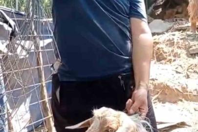 Eve giren keçi sosyal medyaya düştü, 4 gündür onu arayan sahibi bulundu