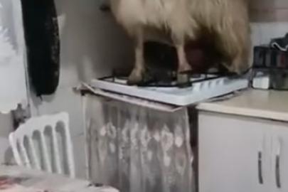 Eve kaçan keçiyi yakalayamadı..."Keçiyi polise ihbar edeceğim" diye tehdit etti
