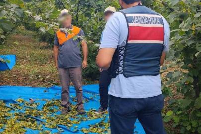 Fındık tarlalarında jandarma nöbeti