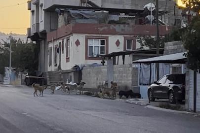 Gaziantep’te tedirgin eden görüntü: Başıboş sokak köpekleri sürü halinde