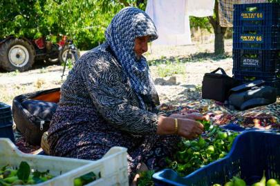 Geçen sene yaşanan zirai donun izlerine rağmen yaz armudu hasadı başladı: 200 ton rekolte bekleniyor